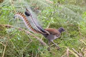 500px-Superb_lyrbird_in_scrub